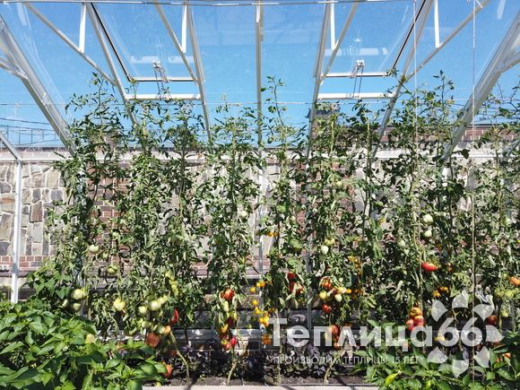Индивидуальная теплица Ботаник в белом цвете!