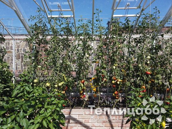 Индивидуальная теплица Ботаник в белом цвете!